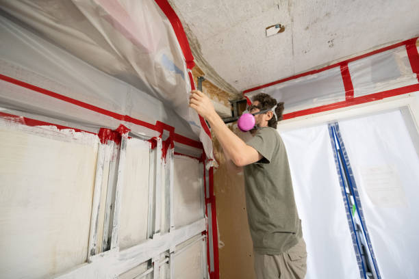 Best Basement Mold Removal  in Lemont Furnace, PA